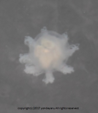 ｸﾗｹﾞ